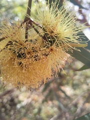 Eucalyptus macrandra