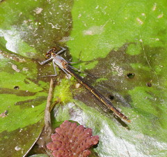 Austrocnemis splendida