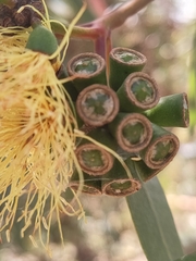 Eucalyptus macrandra