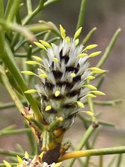 Petrophile sessilis