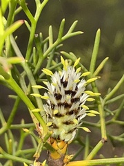 Petrophile sessilis