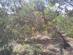 Eucalyptus macrandra