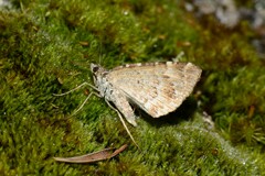 Chrysolarentia rhynchota