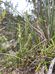 Acacia bynoeana