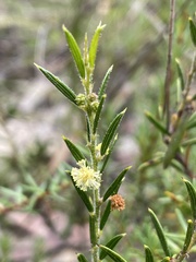 Acacia bynoeana