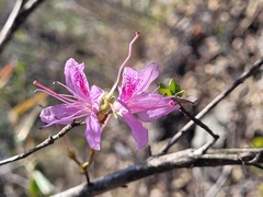 Rhododendron breviperulatum