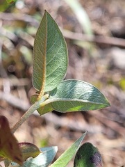 Rhododendron breviperulatum