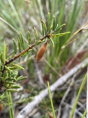 Acacia bynoeana