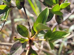 Rhododendron breviperulatum