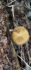 Lentinus berteroi