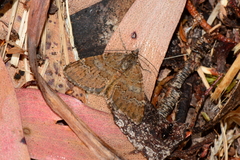 Chrysolarentia cataphaea