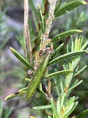 Acacia bynoeana