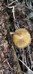 Lentinus berteroi