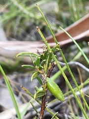 Acacia bynoeana