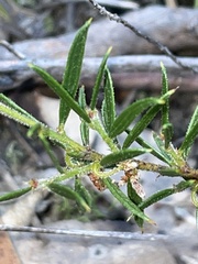 Acacia bynoeana