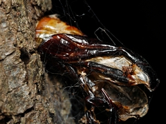 Hepialoidea