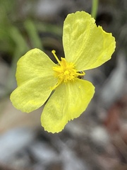 Xyris bracteata