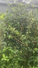 Acrophylla wuelfingi