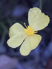 Xyris bracteata