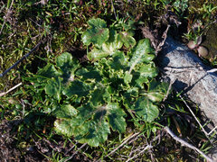 Sanicula arctopoides