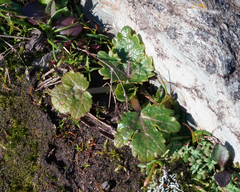 Sanicula arctopoides