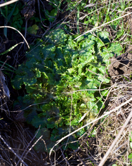 Sanicula arctopoides