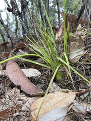 Xyris bracteata
