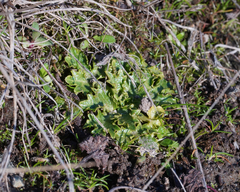 Sanicula arctopoides