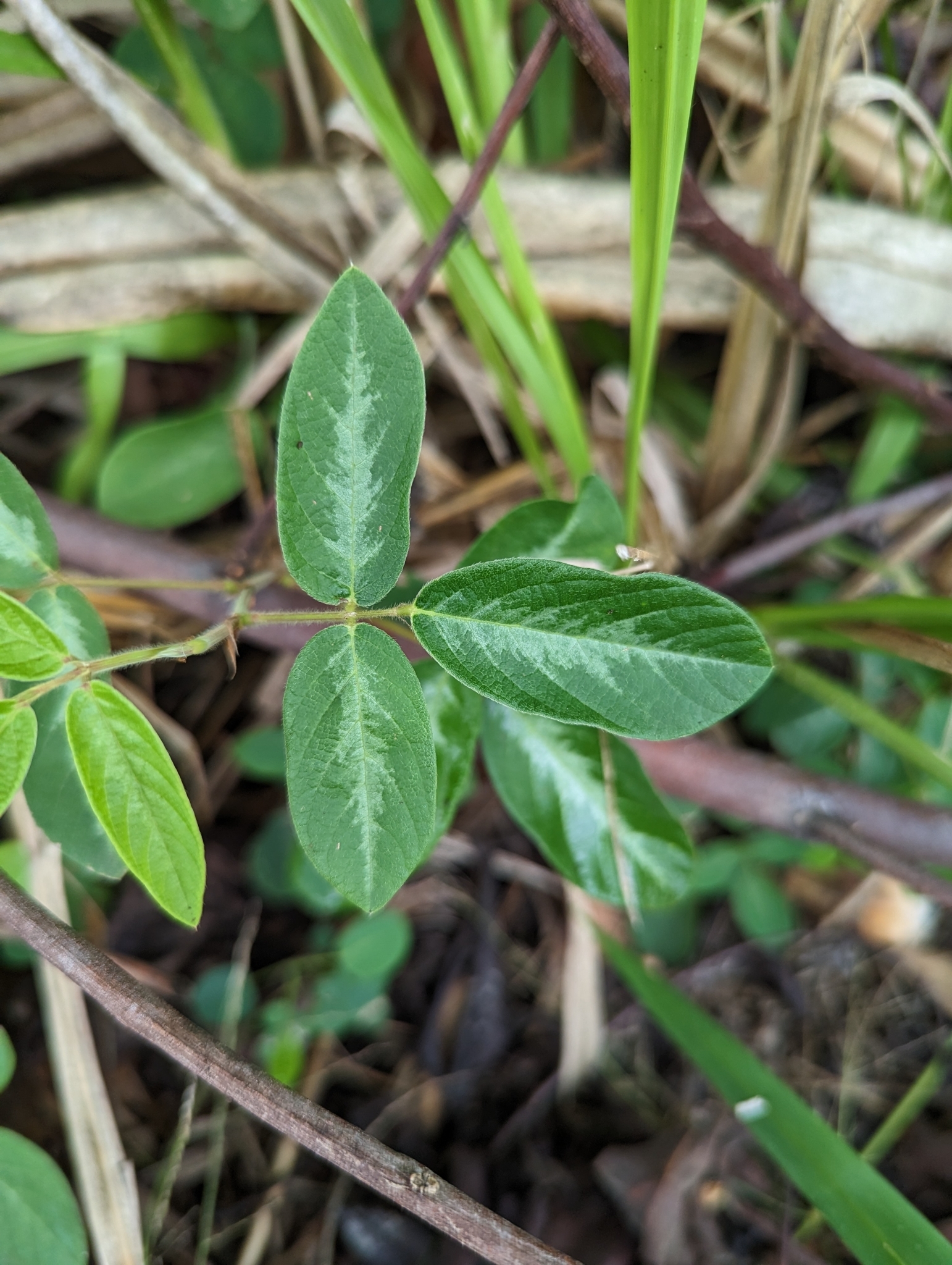 Desmodium incanum (Sw.) DC.