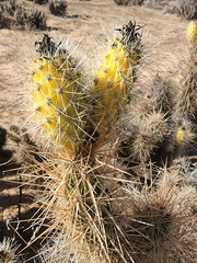 Grusonia kunzei