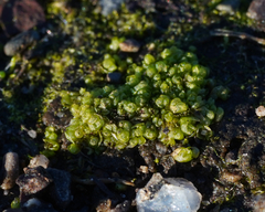 Sphaerocarpos texanus