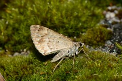 Chrysolarentia rhynchota