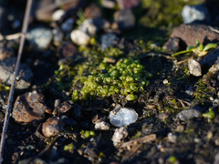 Sphaerocarpos texanus