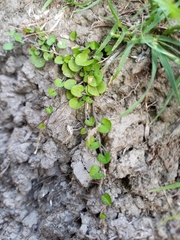 Dichondra brevifolia