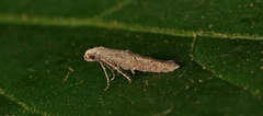Epermenia
