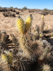 Grusonia kunzei