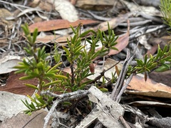 Acacia bynoeana