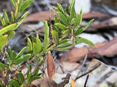 Acacia bynoeana