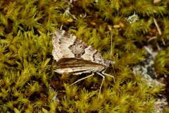 Chrysolarentia rhynchota