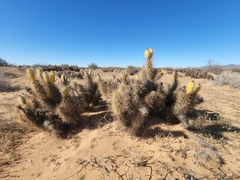 Grusonia kunzei