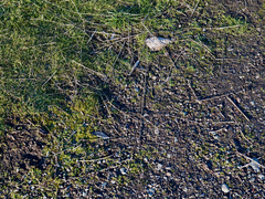 Sphaerocarpos texanus