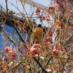 Phoenicurus auroreus