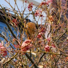 Phoenicurus auroreus