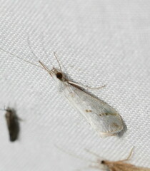 Asmicridea edwardsii