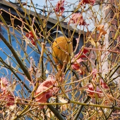 Phoenicurus auroreus