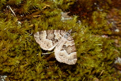 Chrysolarentia rhynchota
