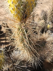 Grusonia kunzei