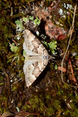 Chrysolarentia rhynchota