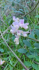 Lathyrus vestitus