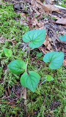Viola ocellata